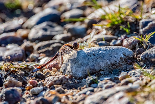 Gemeine Heidelibelle 