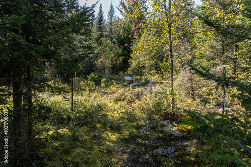 Beehive stands on a sunny forest clearing, surrounded by lush greenery, indicating beekeeping activities in a natural setting. Selective focus