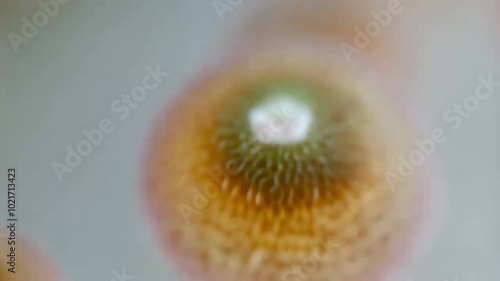 Stunning 3D Molecule Reaction Background Video for Engaging Visuals