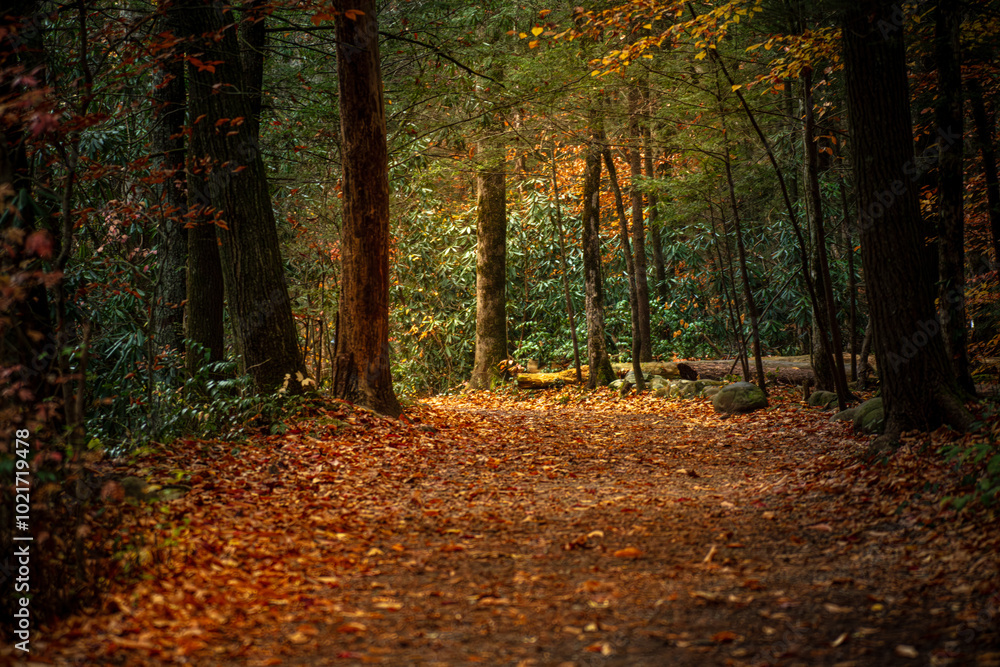 Obraz premium autumn in the woods