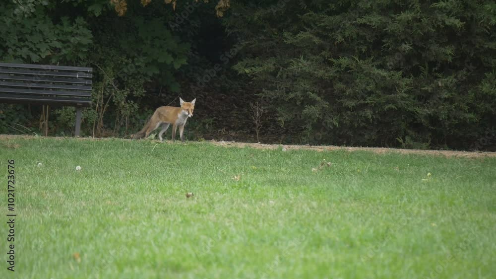 A fox running in a grassy park searching for food. A fox running in a grassy park searching for food.