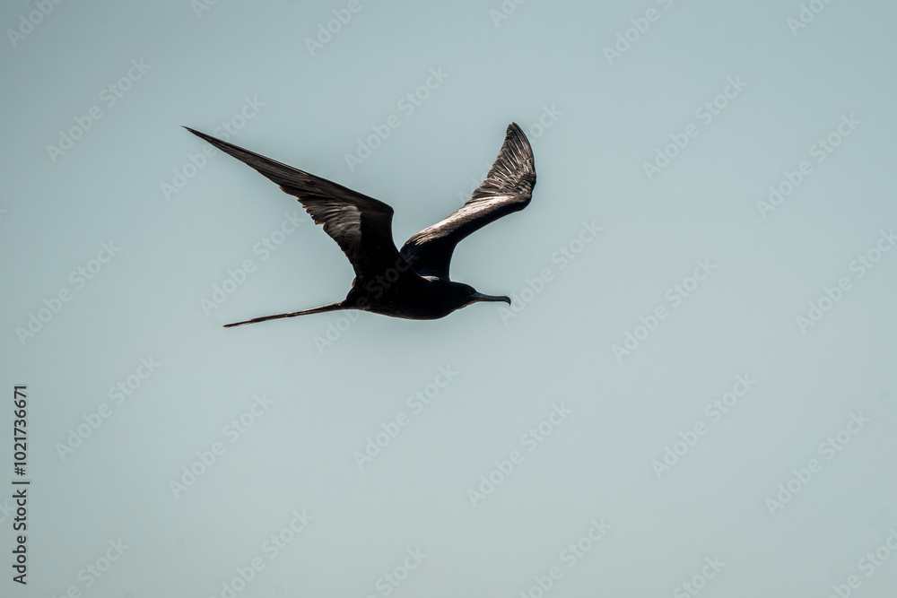 Obraz premium magnificent frigatebird bird in flight wings in Costa Rica