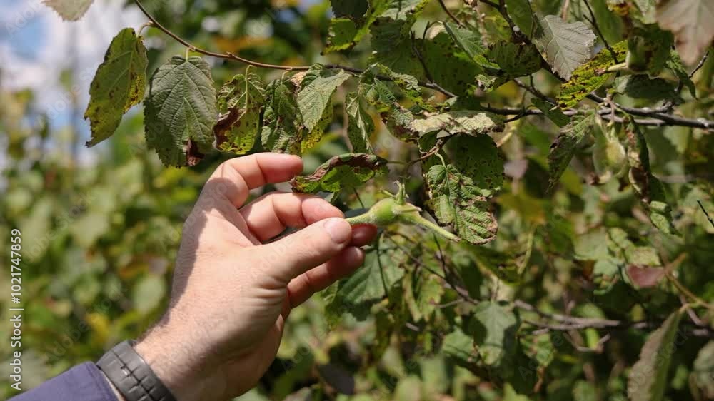 Slow motion captures a farmer gently squeezing a hazelnut on a tree branch during the summer season. Selective focus Slow motion captures a farmer gently squeezing a hazelnut on a tree branch during the summer season. Selective focus