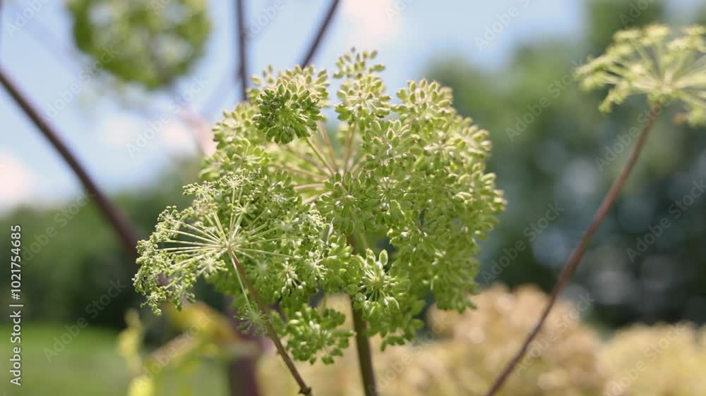 Angelica flower head sways gently in the breeze, showcasing its delicate beauty in slow motion under the sunlight. Selective focus Angelica flower head sways gently in the breeze, showcasing its delicate beauty in slow motion under the sunlight. Selective focus