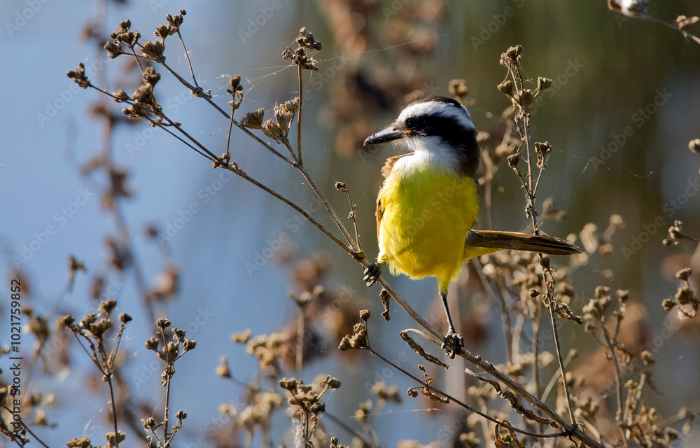 Obraz premium Images of Benteveo Comun and Picabuey ( Great Kiskadee and Cattle Tyrant ) in Argentine winter afternoons.