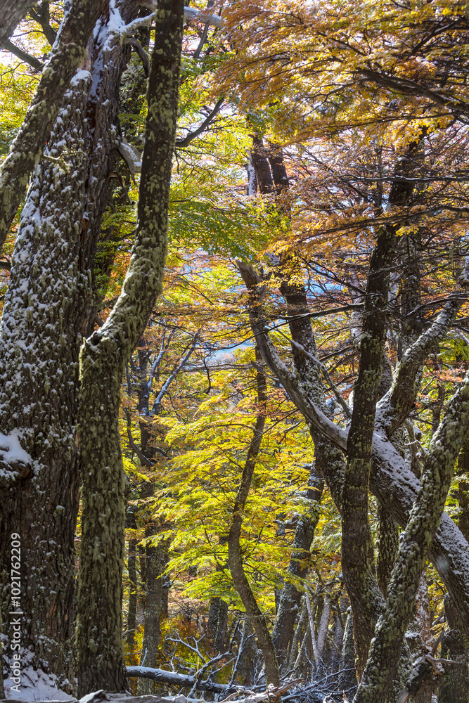Obraz premium Autumn forest