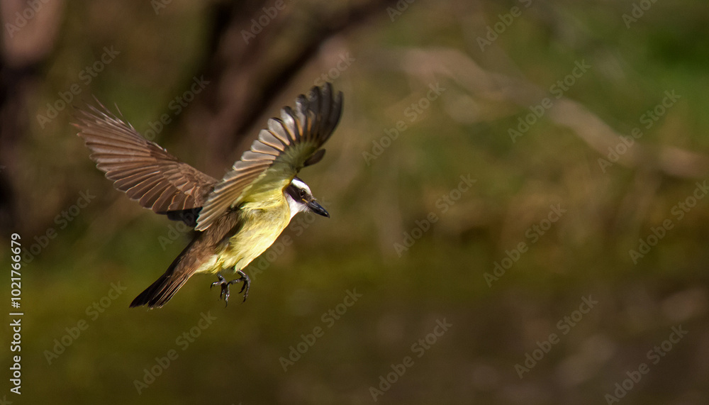 Images of Benteveo Comun and Picabuey ( Great Kiskadee and Cattle Tyrant ) in Argentine winter afternoons. Images of Benteveo Comun and Picabuey ( Great Kiskadee and Cattle Tyrant ) in Argentine winter afternoons.