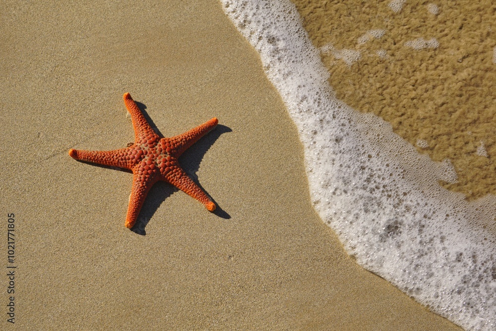 starfish on the beach close to foamy water. starfish on the beach close to foamy water.