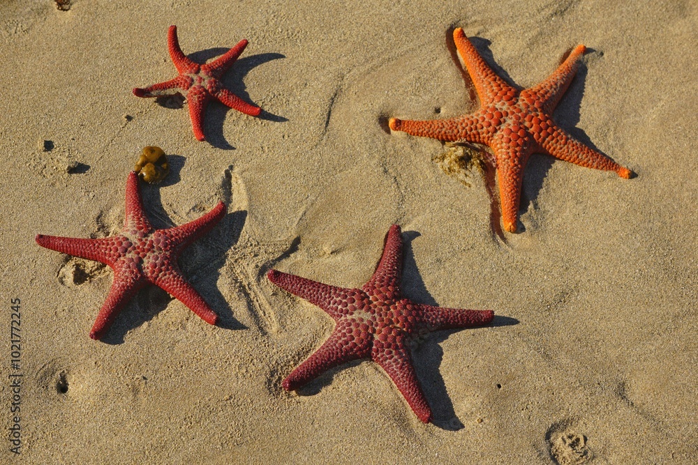 Multiple starfish on the beach. Multiple starfish on the beach.