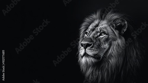 Black and white lion with a black background. King of the jungle.