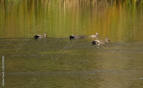 Gadwall hunting little grebe, Gadwall and little grebe on the lake, Waterfowl on the lake