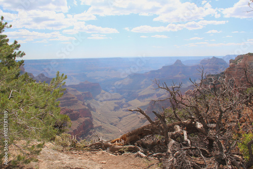 Pine (Cupressus sargentii) in the Grand Canyon.