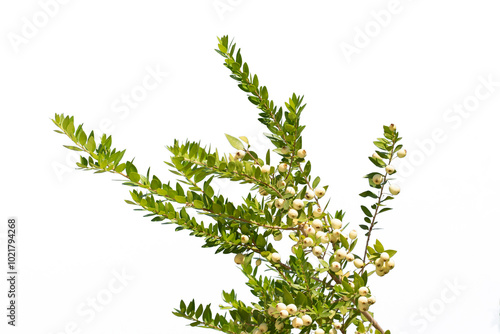 Tableau sur toile Branches of common myrtle (Myrtus communis) with ripe white fruits in autumn in