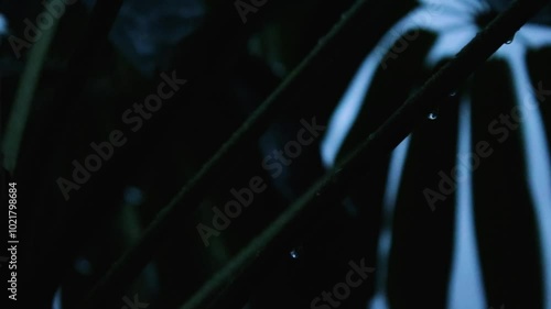 tropical tree with small drops of rain