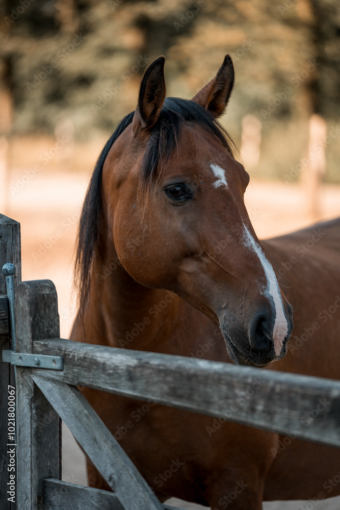 Naklejka premium brown horse with a white blaze pretty equine