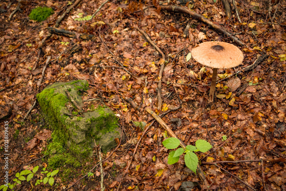 Funghi nel bosco su tappeto di fogli in montagna Funghi nel bosco su tappeto di fogli in montagna