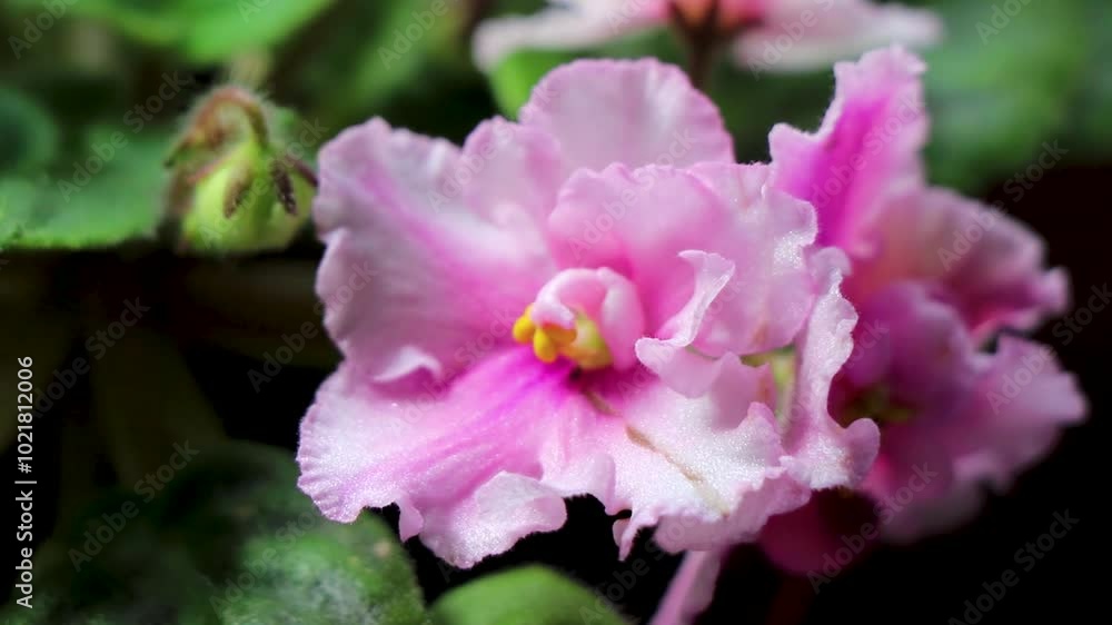 Small pink tropical flowers in a pot Costa Rica. Small pink tropical flowers in a pot Costa Rica.