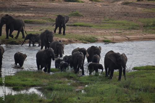 Photography Herd of elephants