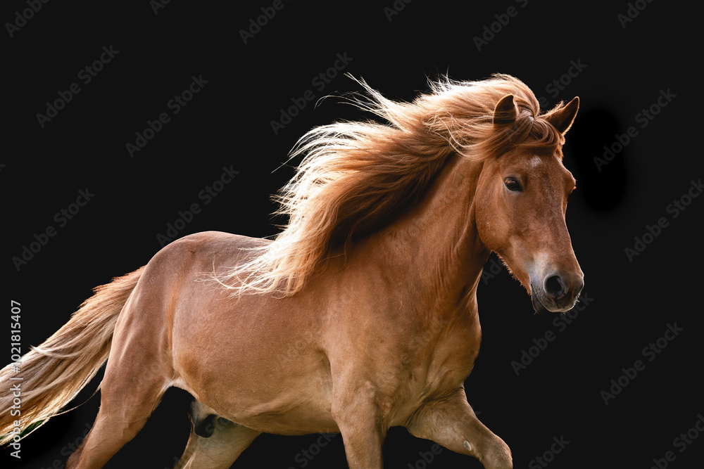 Obraz premium black horse portrait chestnut running pretty one black background