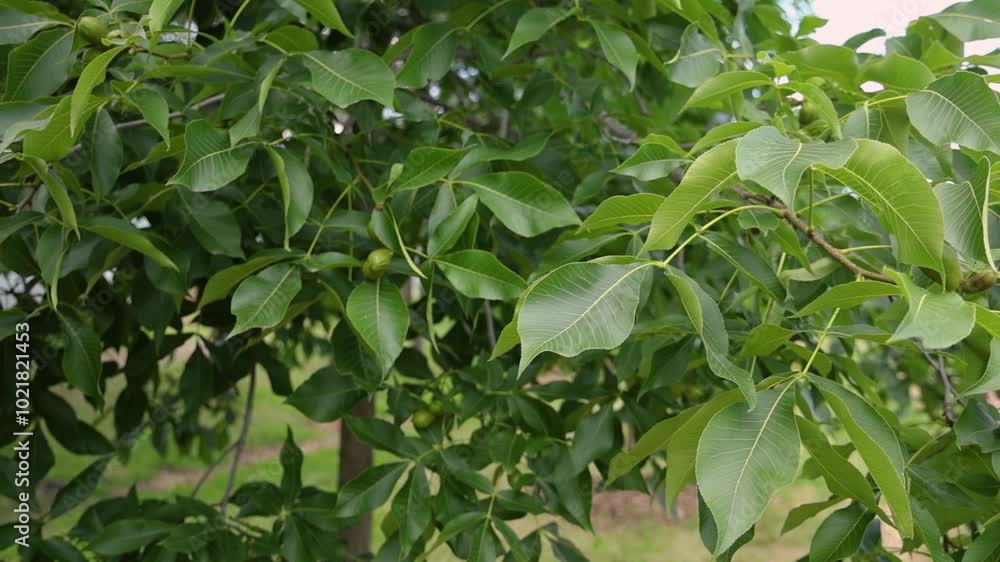 Gentle wind blowing through the leaves of a nut tree in an orchard, creating a serene and calming atmosphere. Selective focus Gentle wind blowing through the leaves of a nut tree in an orchard, creating a serene and calming atmosphere. Selective focus