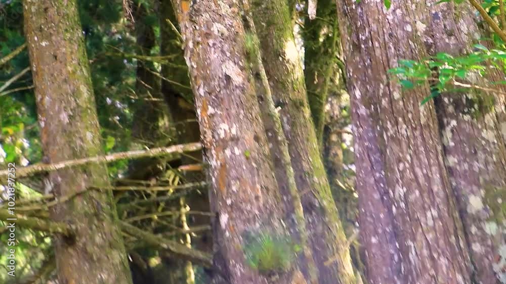 Forest hiking trail and tall gigantic plants trees Costa Rica.