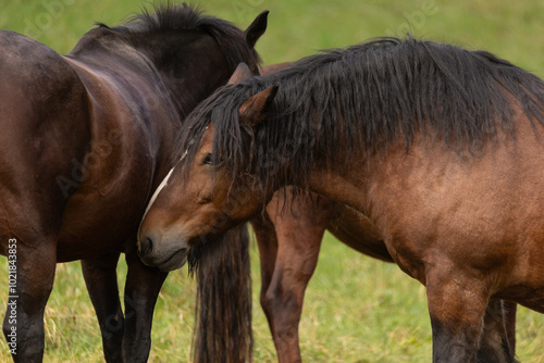 Kaltblut beschnuppert Warmblut