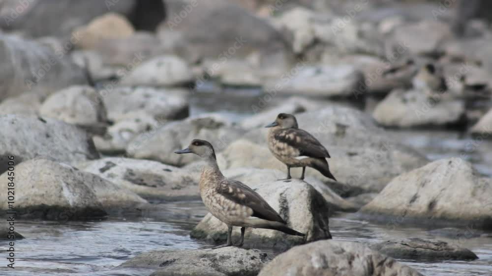 Patos silvestres de los andes peruanos nadando en el rio Patos silvestres de los andes peruanos nadando en el rio