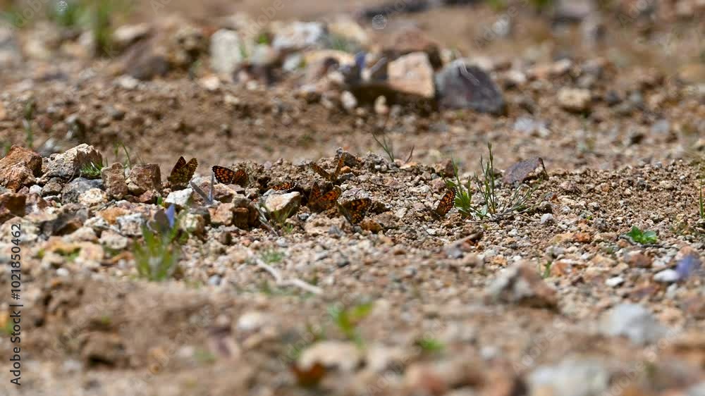 butterflies on the ground butterflies on the ground