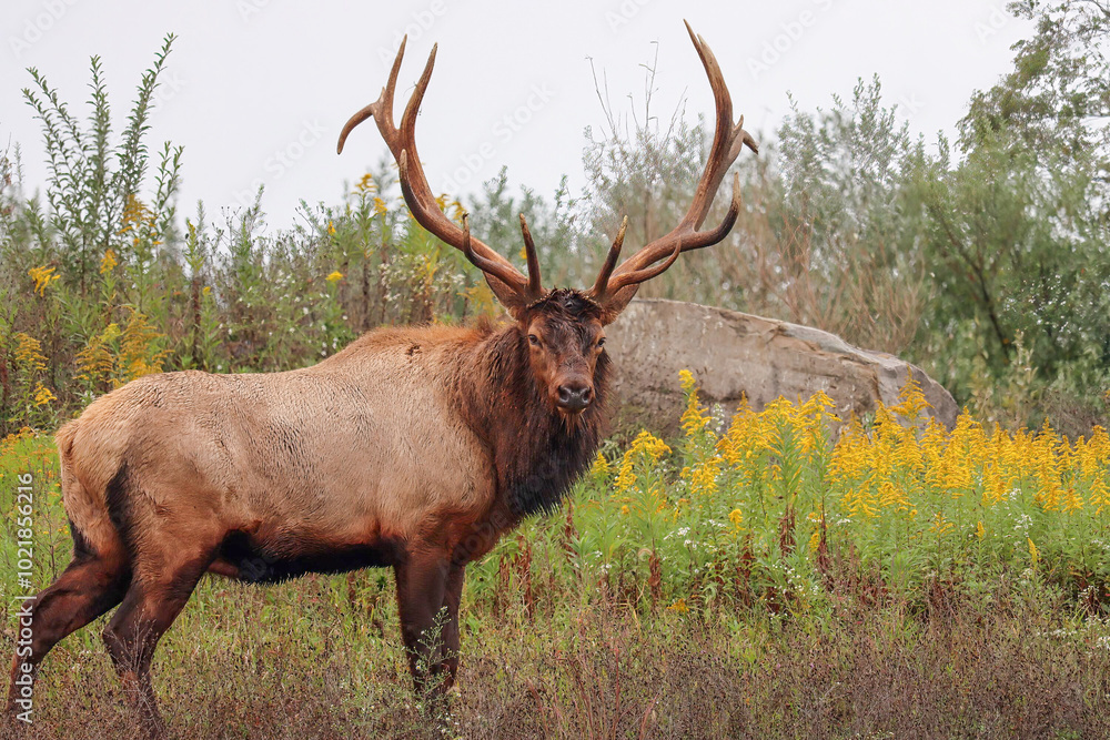 Fototapeta premium Gorgeous Autumn Rut Elk Bull 