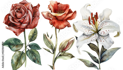Roses and lilies. Colorful Watercolor summer flowers, leaves isolated background. Watercolor hand drawing Botanical