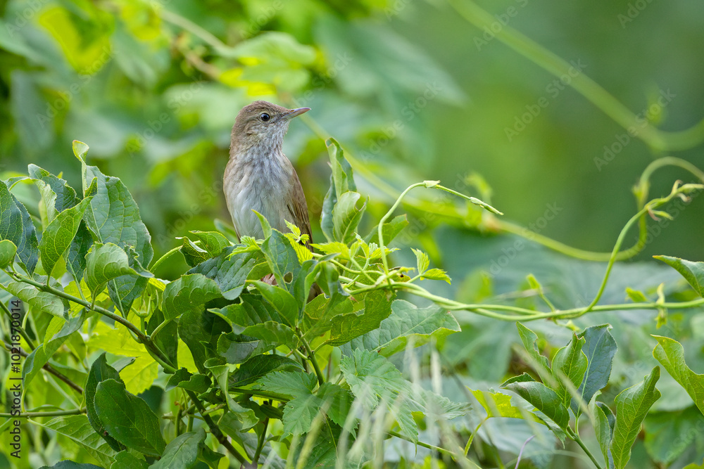 Strumieniówka (Locustella fluviatilis) Strumieniówka (Locustella fluviatilis)