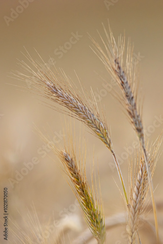 Kłosy dojrzałego zboża  photo