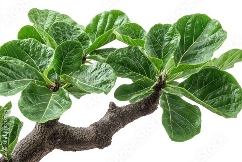 A lush fig tree with wide, broad leaves and a sturdy, gnarled trunk