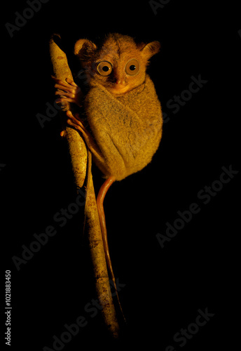 Horsfeld's or Western Tarsier Cephalopachus bancanus occurs on Borneo and Sumatra and nearby islands, nocturnal mammal hunting insects and small animals in the forest during night. photo