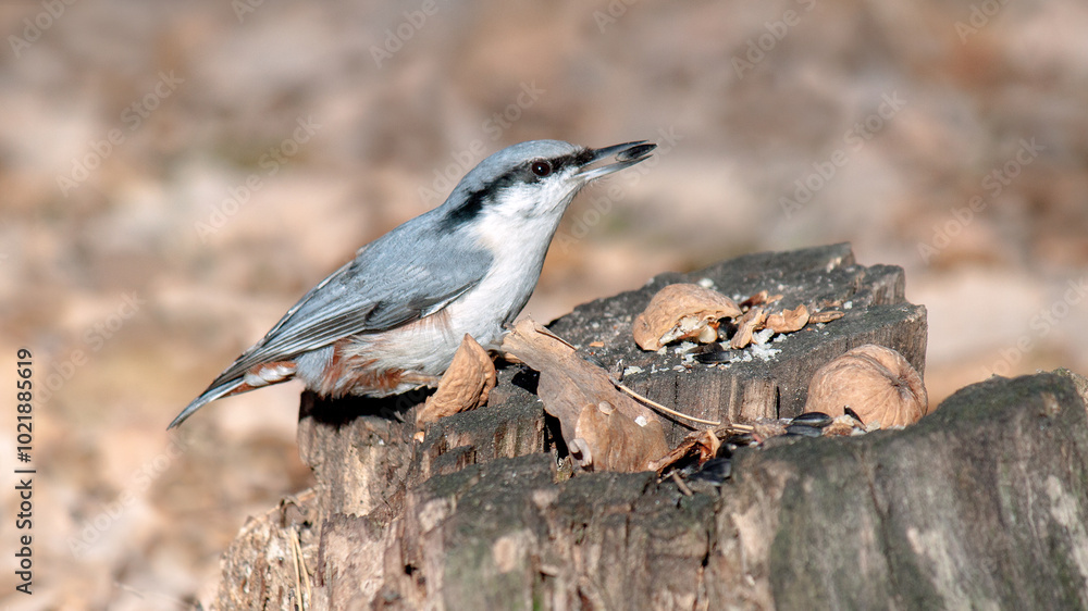 Fototapeta premium spotted woodpecker