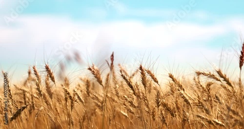 A vast golden wheat field under a clear blue sky on a sunny day, showcasing the beauty of rural agricultural landscapes