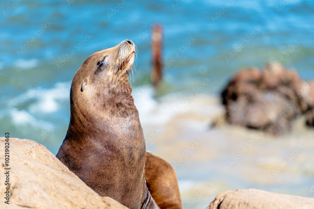 Fototapeta premium Seals sunbathing on beach