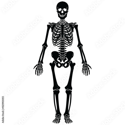 Standing Skeleton