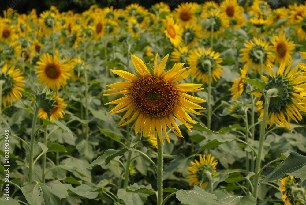 Mirror of Nature: The Bold and the Beautiful Sunflower Mirror of Nature: The Bold and the Beautiful Sunflower