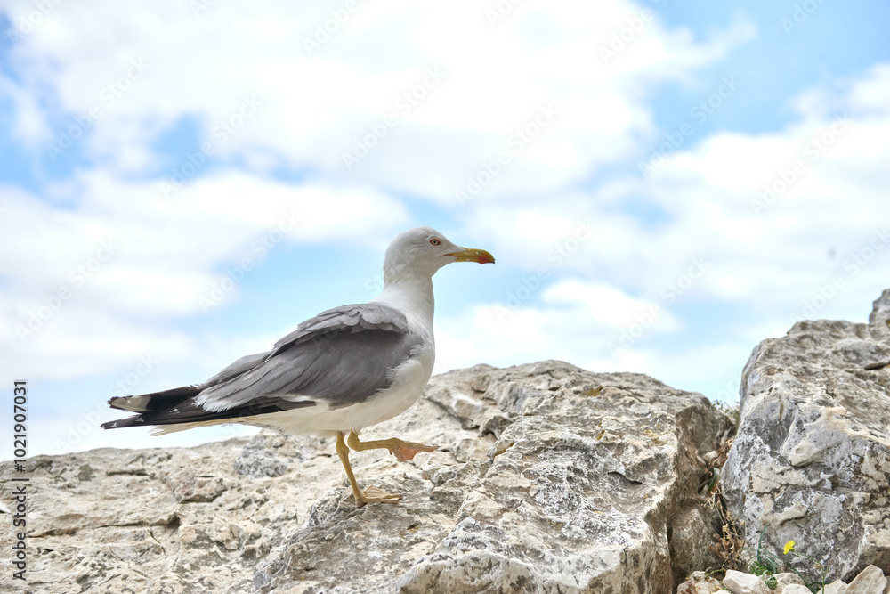 Majestic Seagull Perched on Cliff Edge Overlooking Breathtaking Coastal Panorama Sunny Day Nature Tourism Scenic Landscape. Coastal Wildlife Seagull Majestic Seagull Perched on Cliff Edge Overlooking Breathtaking Coastal Panorama Sunny Day Nature Tourism Scenic Landscape. Coastal Wildlife Seagull