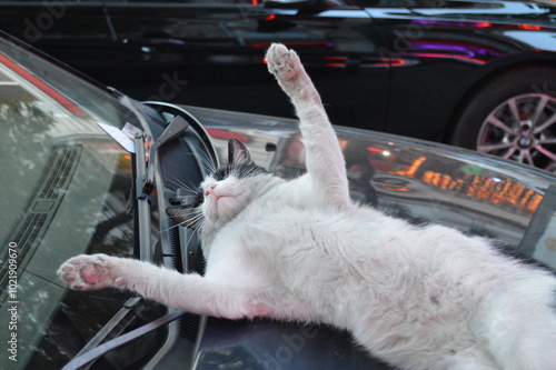 funny cat onto the car