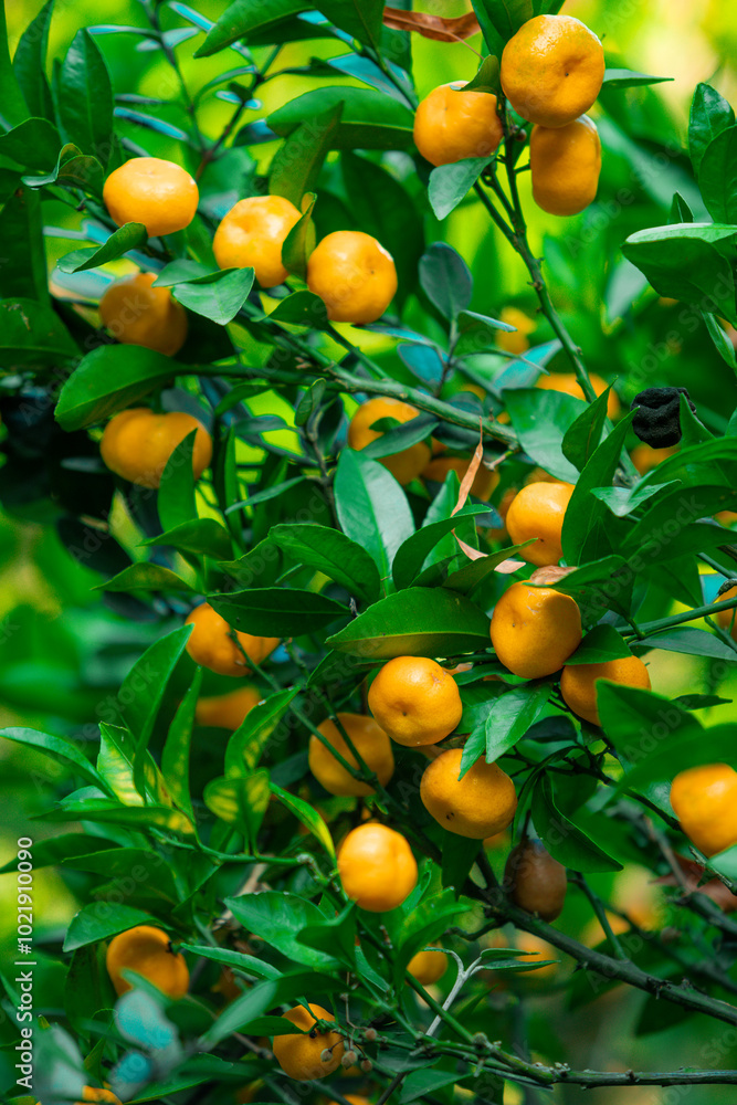 Orange trees with ripe fruits Orange trees with ripe fruits