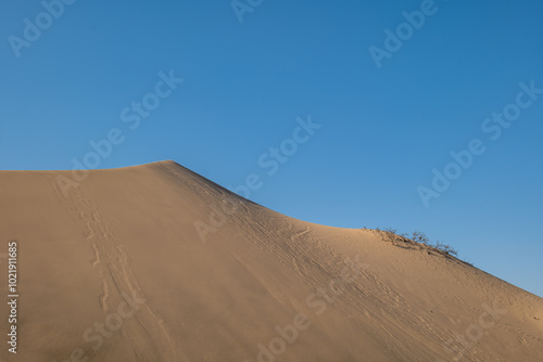 Obraz na płótnie Abstract Dune with a Small Dry Bush Against Blue Sky in a Large Desert by Huacachina in Ica, Peru at Sunset w salonie