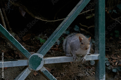 Cute squirrel at the park