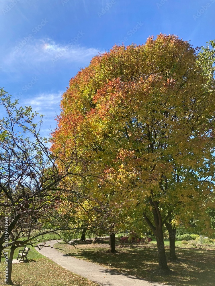autumn in the park autumn in the park