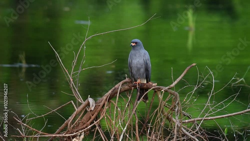 gavião-caramujeiro (Rostrhamus sociabilis)