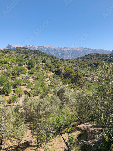 mediterranean mountains with lush green trees and clear blue sky