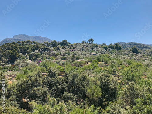 mediterranean hillside with lush green trees and mountians in background with clear blue sky