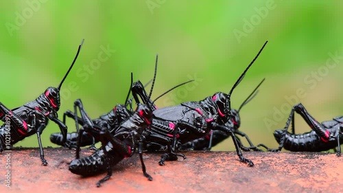 gafanhoto-soldado (Chromacris speciosa)