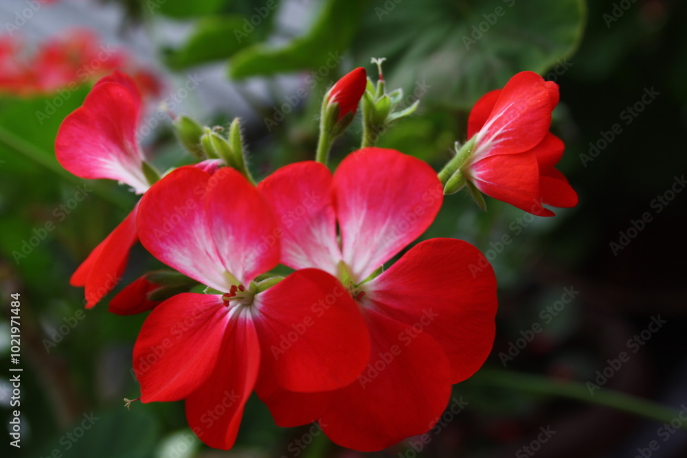 Vibrant Blooming Flowers in a Colorful Garden Vibrant Blooming Flowers in a Colorful Garden